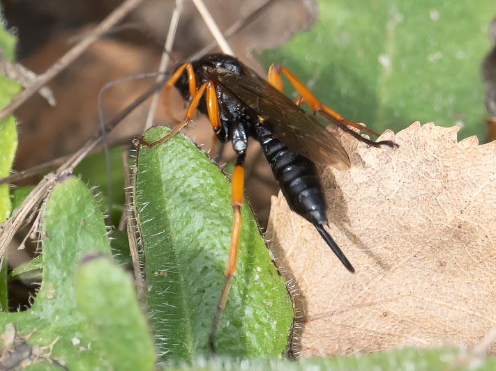 Pimpla rufipes.jpg